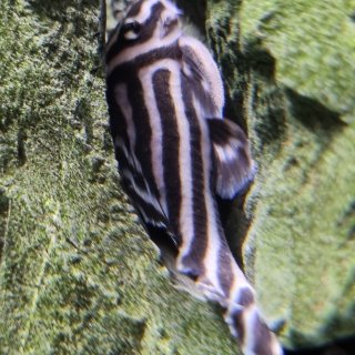 Hypancistrus zebra