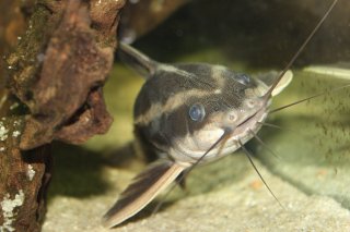 Platydoras armatulus