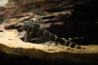 Synodontis brichardi