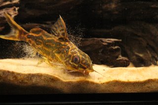 Synodontis flavitaeniatus