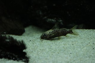 Synodontis nigriventris