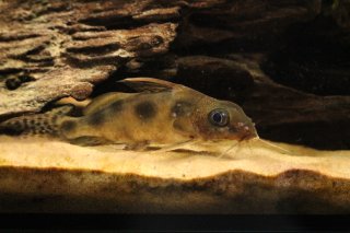 Synodontis nummifer