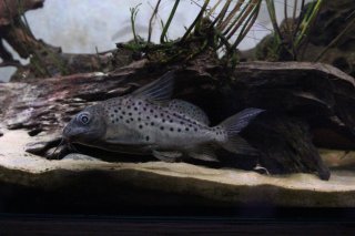 Synodontis resupinatus
