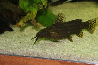 Synodontis waterloti