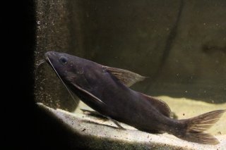 Synodontis zanzibaricus