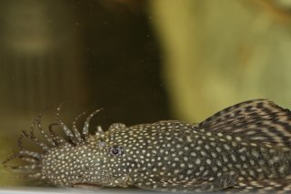 Ancistrus sp. (3)