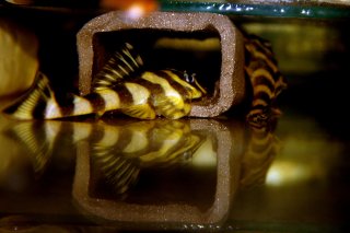 Dekeyseria picta