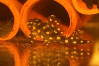 Hypancistrus contradens