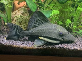 Panaque cochliodon
