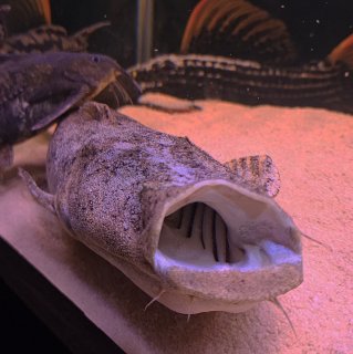 Lophiosilurus alexandri