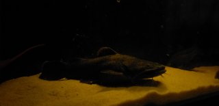 Lophiosilurus fowleri