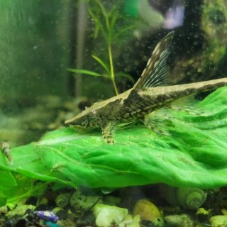 Sturisomatichthys aureus