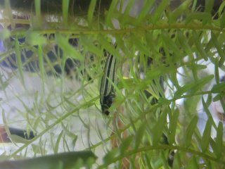 Parailia pellucida