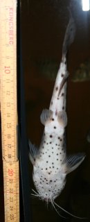 Synodontis njassae