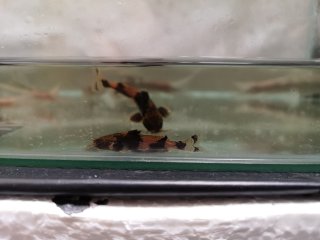 Akysis portellus