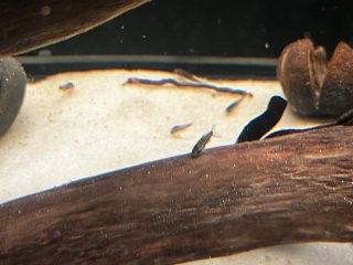 Gastrodermus pygmaeus