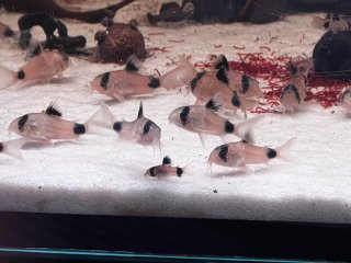 Hoplisoma panda