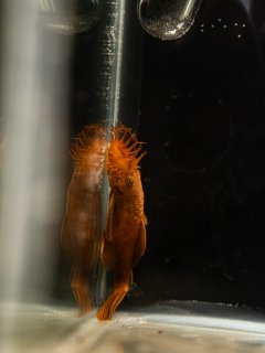 Ancistrus sp. (3)