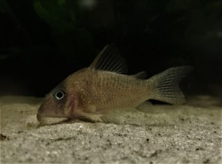 Hoplisoma cf. noxium