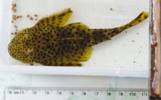 Pseudolithoxus dumus Pseudolithoxus dumus