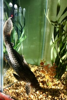 Hypostomus plecostomus