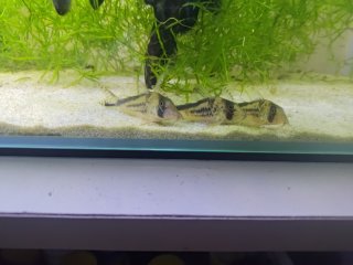 Corydoras sp. (C016)