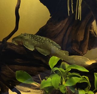 Hemiancistrus sp. (L128)