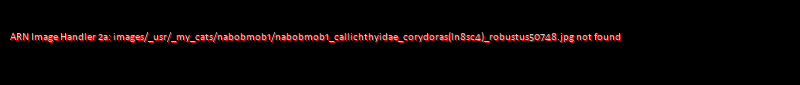 Corydoras (lineage 8 sub-clade 4) robustus