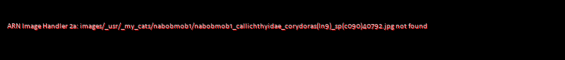 Corydoras (lineage 9) sp. (C090)