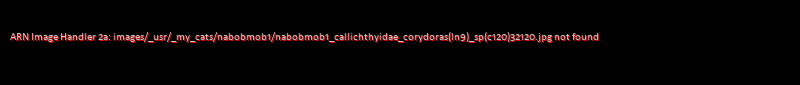 Corydoras (lineage 9) sp. (C120)
