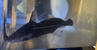 Bagrichthys macracanthus