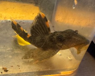 Leporacanthicus triactis