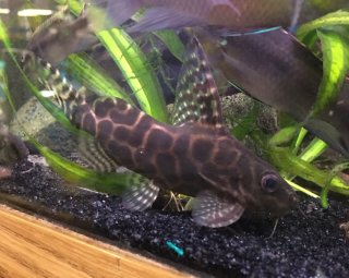 Synodontis sp. hybrid(10)