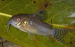 Hoplisoma punctatum