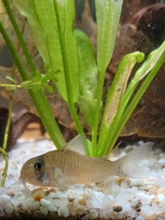 Hoplisoma sp. (C134)