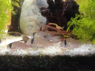Hoplisoma sp. (C139)