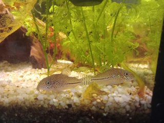 Hoplisoma sp. (Cw050)