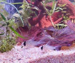 Hoplisoma atropersonatum Hoplisoma atropersonatum