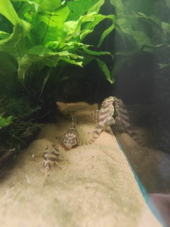 Peckoltia vittata