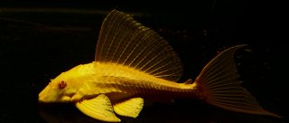 Pterygoplichthys gibbiceps