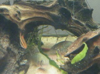Brochis splendens