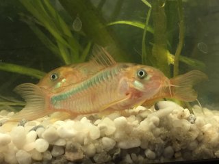 Osteogaster zygata