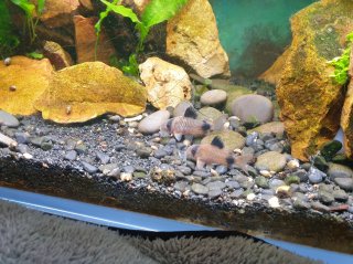 Hoplisoma panda