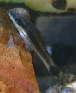 Otocinclus macrospilus