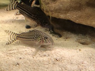 Hoplisoma trilineatum Hoplisoma trilineatum