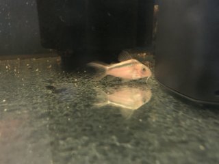 Osteogaster rabauti