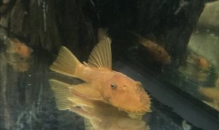 Ancistrus sp. (3) Ancistrus sp. (3)