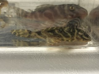 Hypancistrus debilittera Hypancistrus debilittera