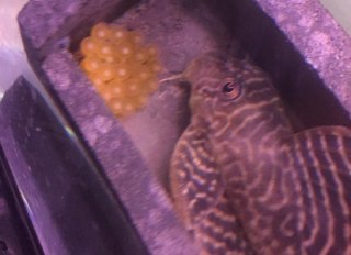 Hypancistrus seideli
