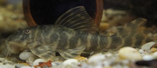 Peckoltia sp. (L377)